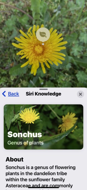 Come identificare piante e fiori con iPhone