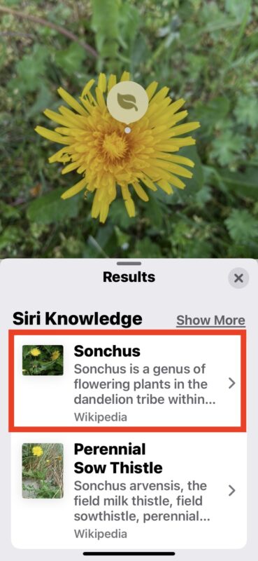 Come identificare piante e fiori con iPhone