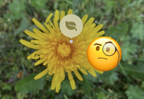 Come identificare piante e fiori con iPhone