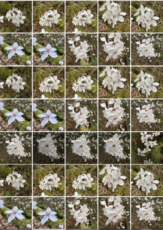 Come cambiare le dimensioni della miniatura in modo più piccolo sull'app di foto per iPhone e iPad